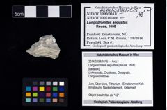Foto (Objekt + Etikett) von Longodromites angustus (Reuss, 1858)  (NHMW-GEO-2014-0194-1015)